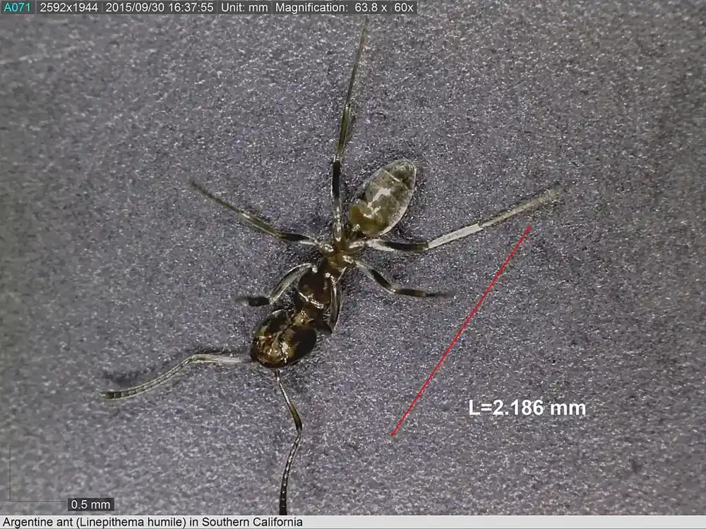 Ant Control in Fresno