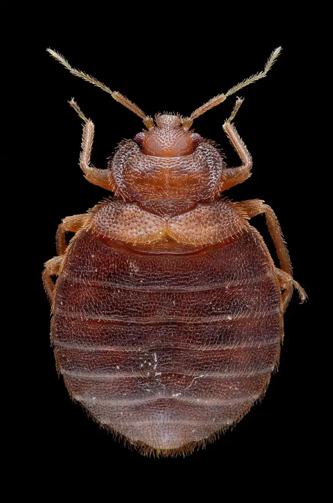 Bed Bug Treatment in Fresno