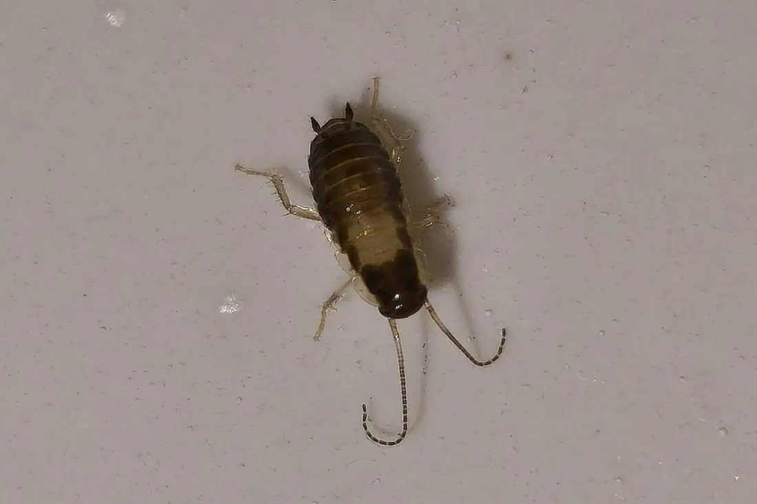 Cockroach Control in Fresno