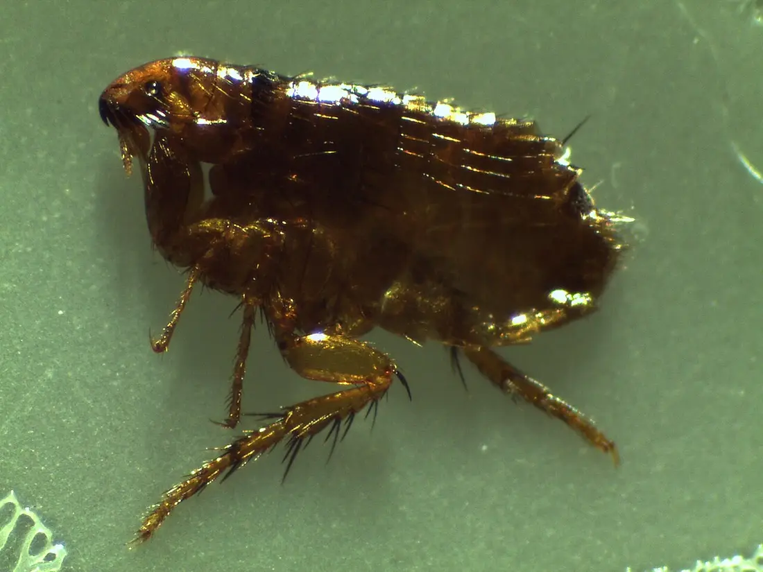 Flea & Tick Control in Fresno