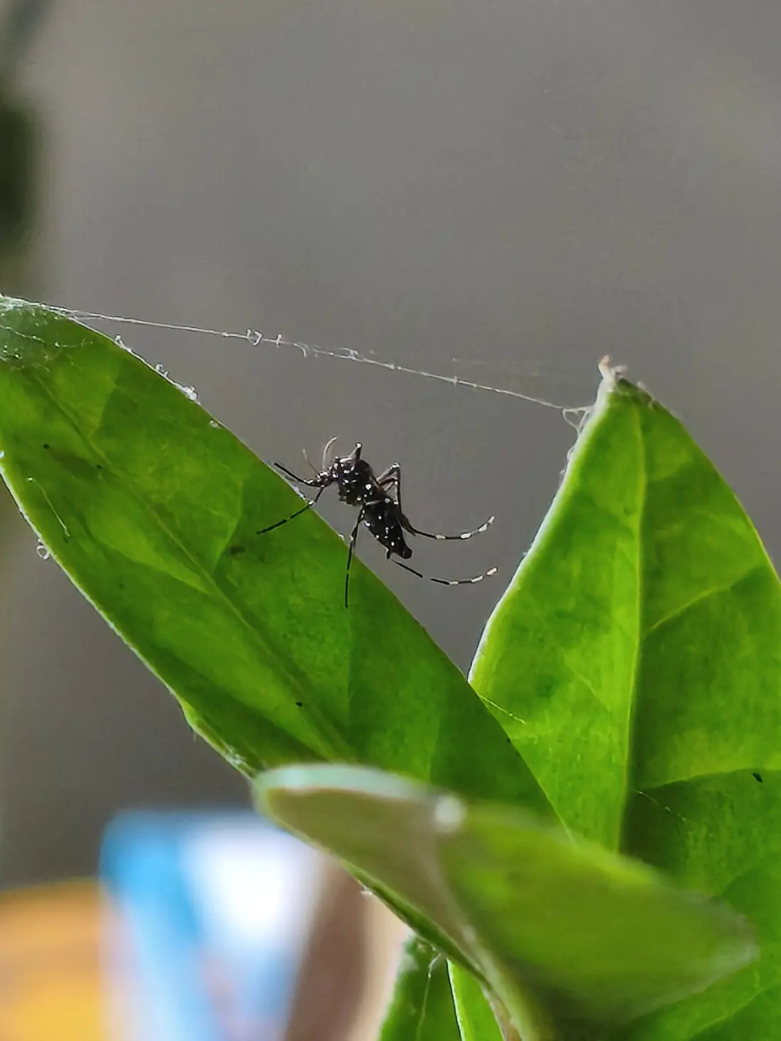 Mosquito Control in Fresno