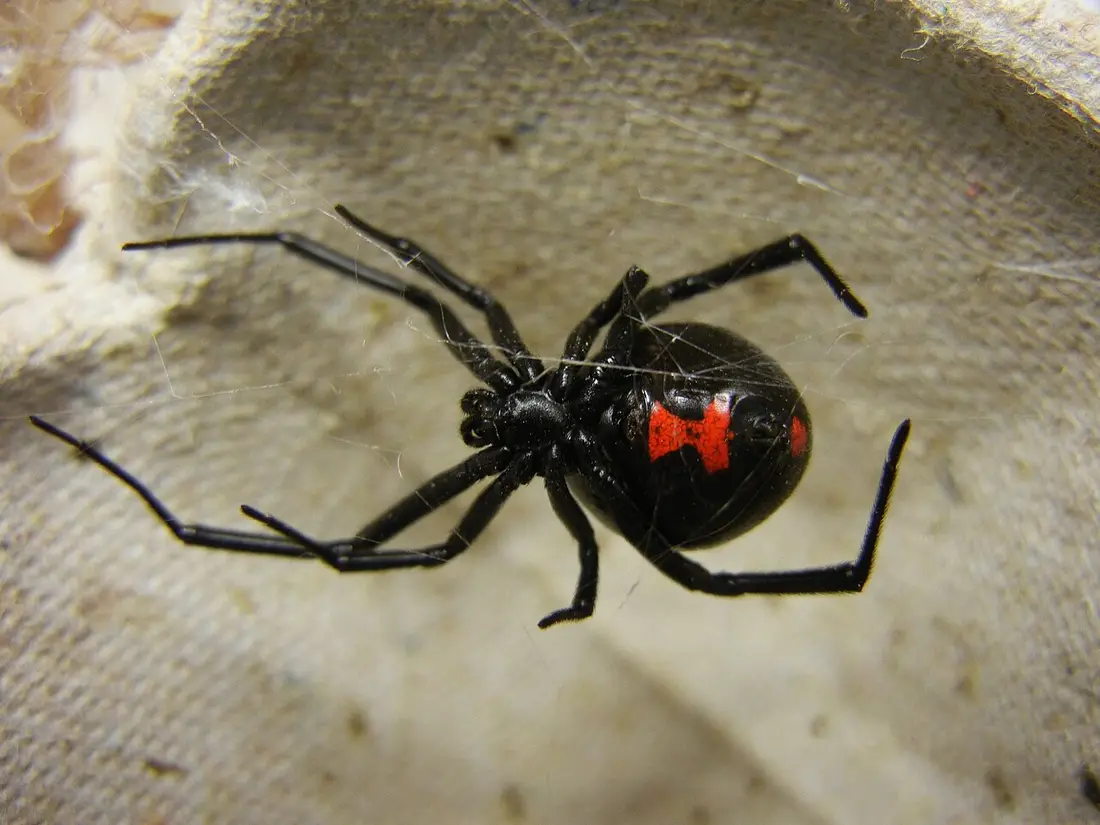 Spider Control in Fresno