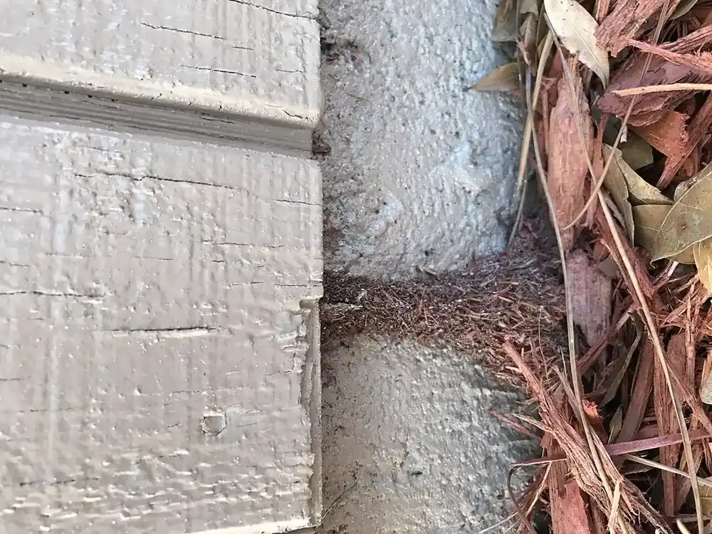 Termite Inspection in Fresno