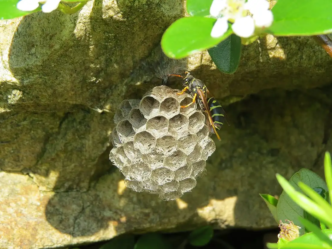 Wasp & Bee Removal in Fresno