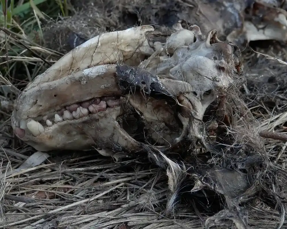 Wildlife Removal in Fresno